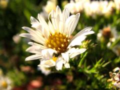 (Heath Aster) (Heath Aster)