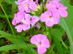(Marsh Phlox) (Marsh Phlox)