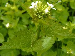 (Garlic Mustard) (Garlic Mustard)