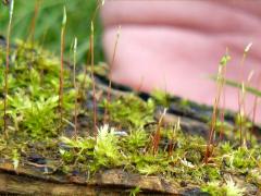 (Moss) (Moss)