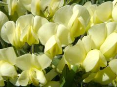 (Cream Wild Indigo) flowers (Cream Wild Indigo) flowers