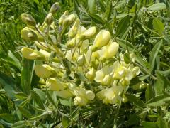 (Cream Wild Indigo) inflorescence (Cream Wild Indigo) inflorescence