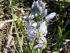 (Wild Hyacinth) (Wild Hyacinth)