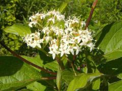 (Red-osier Dogwood) inflorescence (Red-osier Dogwood) inflorescence
