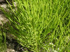 (Horsetail) (Horsetail)