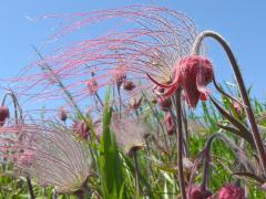 (Prairie Smoke) flower (Prairie Smoke) flower