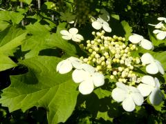 (European Highbush Cranberry) (European Highbush Cranberry)
