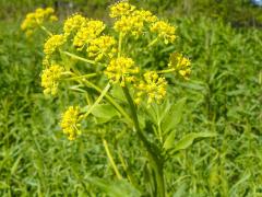 (Golden Alexanders) (Golden Alexanders)