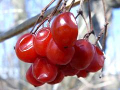 (European Highbush Cranberry) fruit (European Highbush Cranberry) fruit