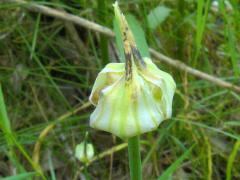 (Wild Garlic) bud (Wild Garlic) bud