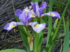 (Blue Flag Iris) shrevei (Blue Flag Iris) shrevei