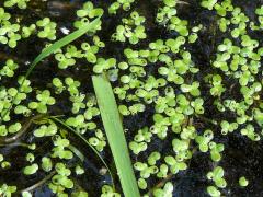 (Lesser Duckweed) (Lesser Duckweed)