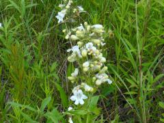 (Foxglove Beard Tongue) (Foxglove Beard Tongue)