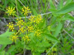 (Golden Alexanders) (Golden Alexanders)