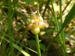 (Wild Garlic) bud (Wild Garlic) bud