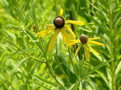 (Yellow Coneflower) (Yellow Coneflower)
