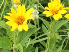 (False Sunflower) (False Sunflower)
