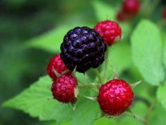 (Black Raspberry) fruit (Black Raspberry) fruit