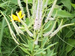 (Culver's Root) (Culver's Root)