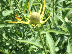 (Yellow Coneflower) (Yellow Coneflower)
