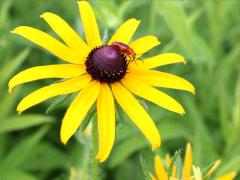 (Black-eyed Susan) (Black-eyed Susan)