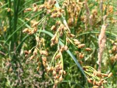 (Soft-stemmed Bulrush) flowers (Soft-stemmed Bulrush) flowers