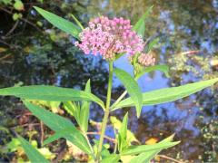 (Swamp Milkweed) (Swamp Milkweed)