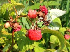 (American Red Raspberry) fruit (American Red Raspberry) fruit