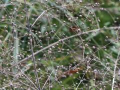 (Common Water Plantain) fruit (Common Water Plantain) fruit