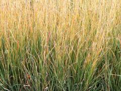 (Side-oats Grama) (Side-oats Grama)