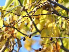 (Hackberry) fruit (Hackberry) fruit
