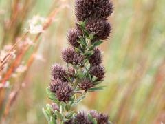 (Round-Headed Bush Clover) (Round-Headed Bush Clover)