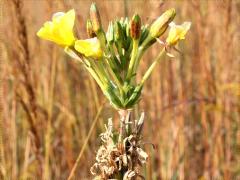 (Common Evening Primrose) (Common Evening Primrose)