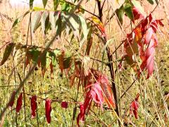 (Staghorn Sumac) (Staghorn Sumac)