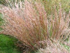 (Little Bluestem) (Little Bluestem)