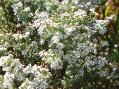 (Heath Aster) (Heath Aster)