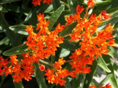 (Butterfly Milkweed) (Butterfly Milkweed)