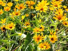 (False Sunflower) (False Sunflower)