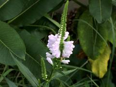 (False Dragonhead) (False Dragonhead)