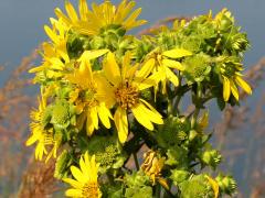 (Rosinweed) (Rosinweed)
