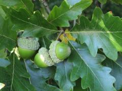 (Swamp White Oak) fruit (Swamp White Oak) fruit