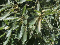 (Chinquapin Oak) (Chinquapin Oak)