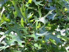 (Pin Oak) (Pin Oak)