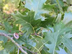(Red Oak) (Red Oak)