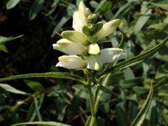 (White Turtlehead) (White Turtlehead)