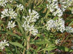 (Tall Boneset) (Tall Boneset)