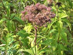 (Spotted Joe Pye Weed) (Spotted Joe Pye Weed)