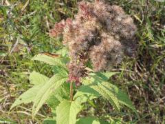 (Purple Joe Pye Weed) fruit (Purple Joe Pye Weed) fruit