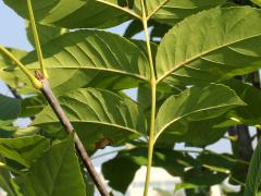 (Green Ash) (Green Ash)