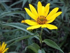 (Sawtooth Sunflower) flower (Sawtooth Sunflower) flower
